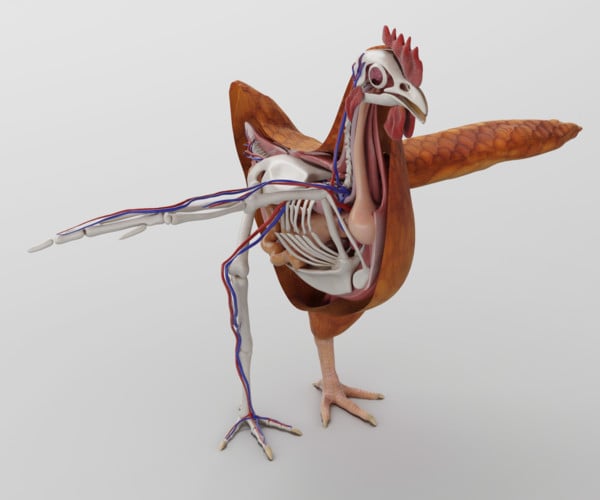 ArtStation - Chicken anatomy in T-pose for rigging 3D model | Resources