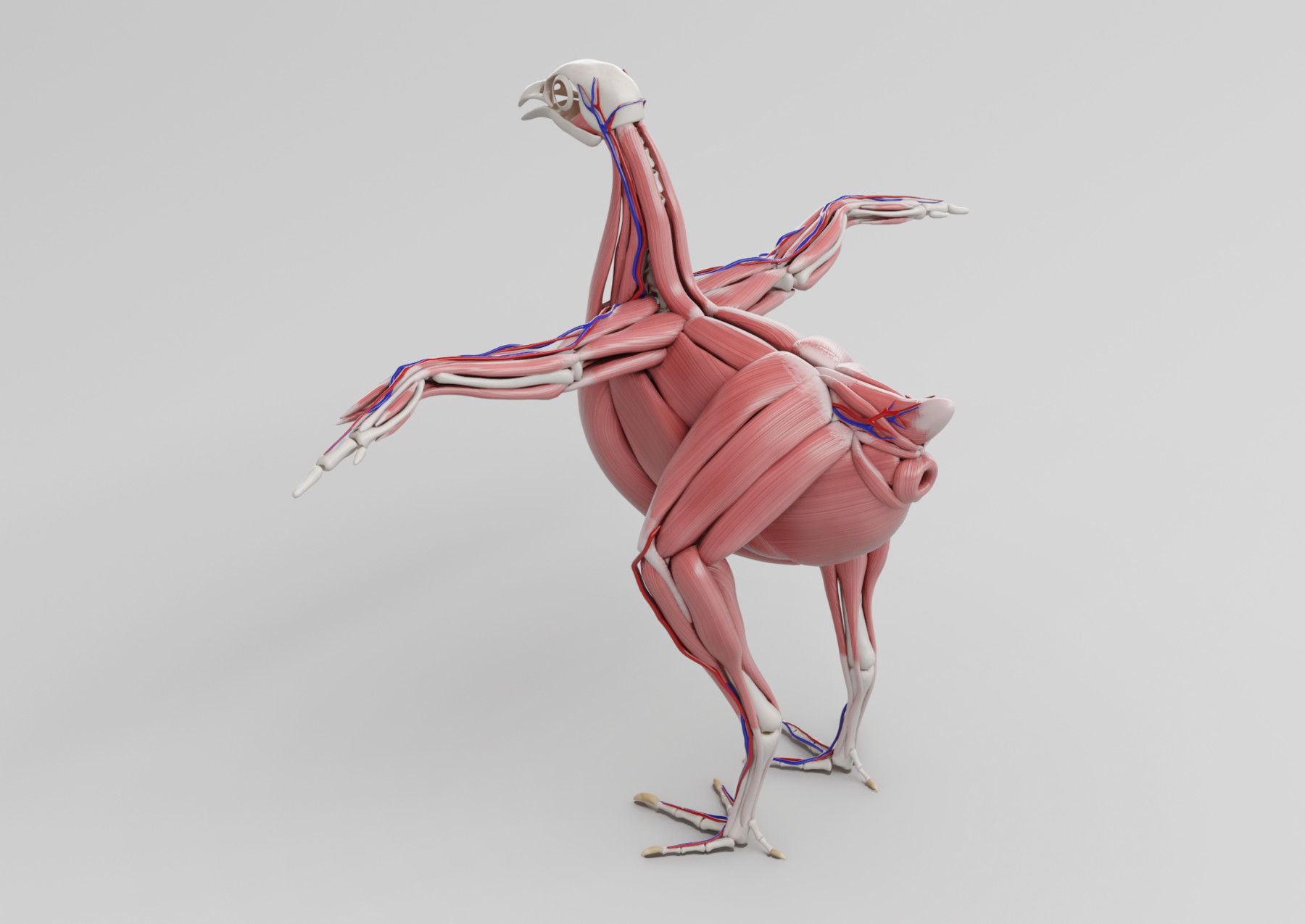 ArtStation - Chicken anatomy in T-pose for rigging 3D model | Resources