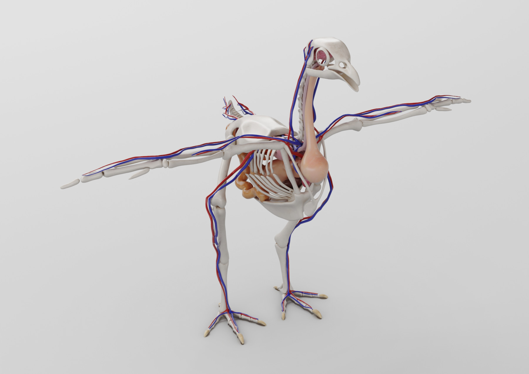 ArtStation - Chicken anatomy in T-pose for rigging