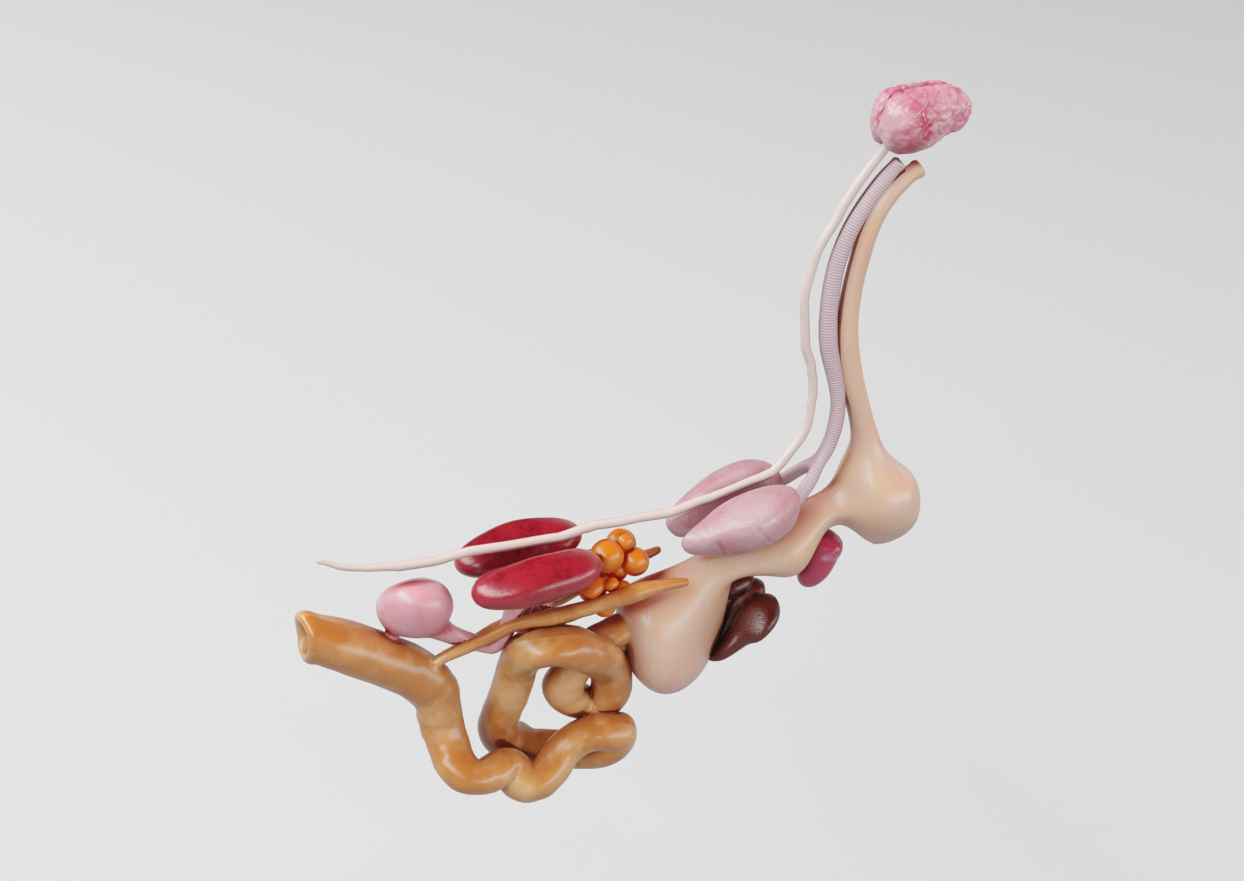 ArtStation - Chicken anatomy in T-pose for rigging