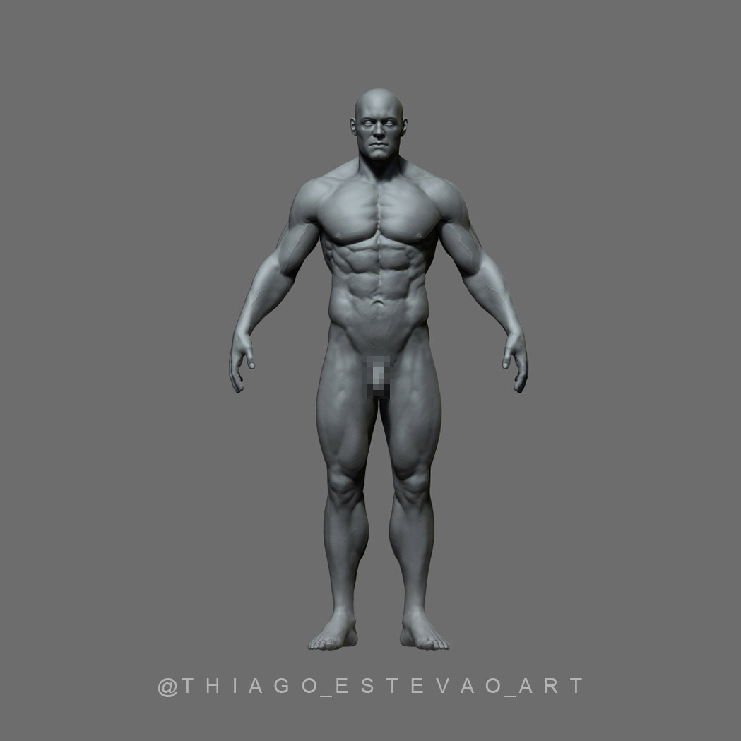 male anatomy figure