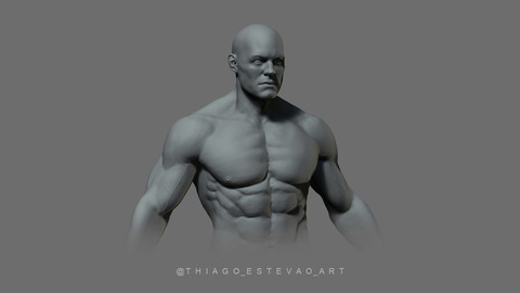 Male Anatomy Model.