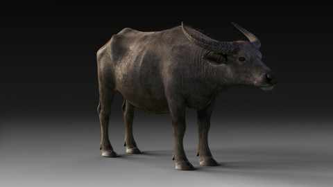 3D Animal | Asian Buffalo Low Poly