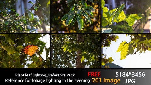 Plant leaf lighting_Reference Pack【FREE】