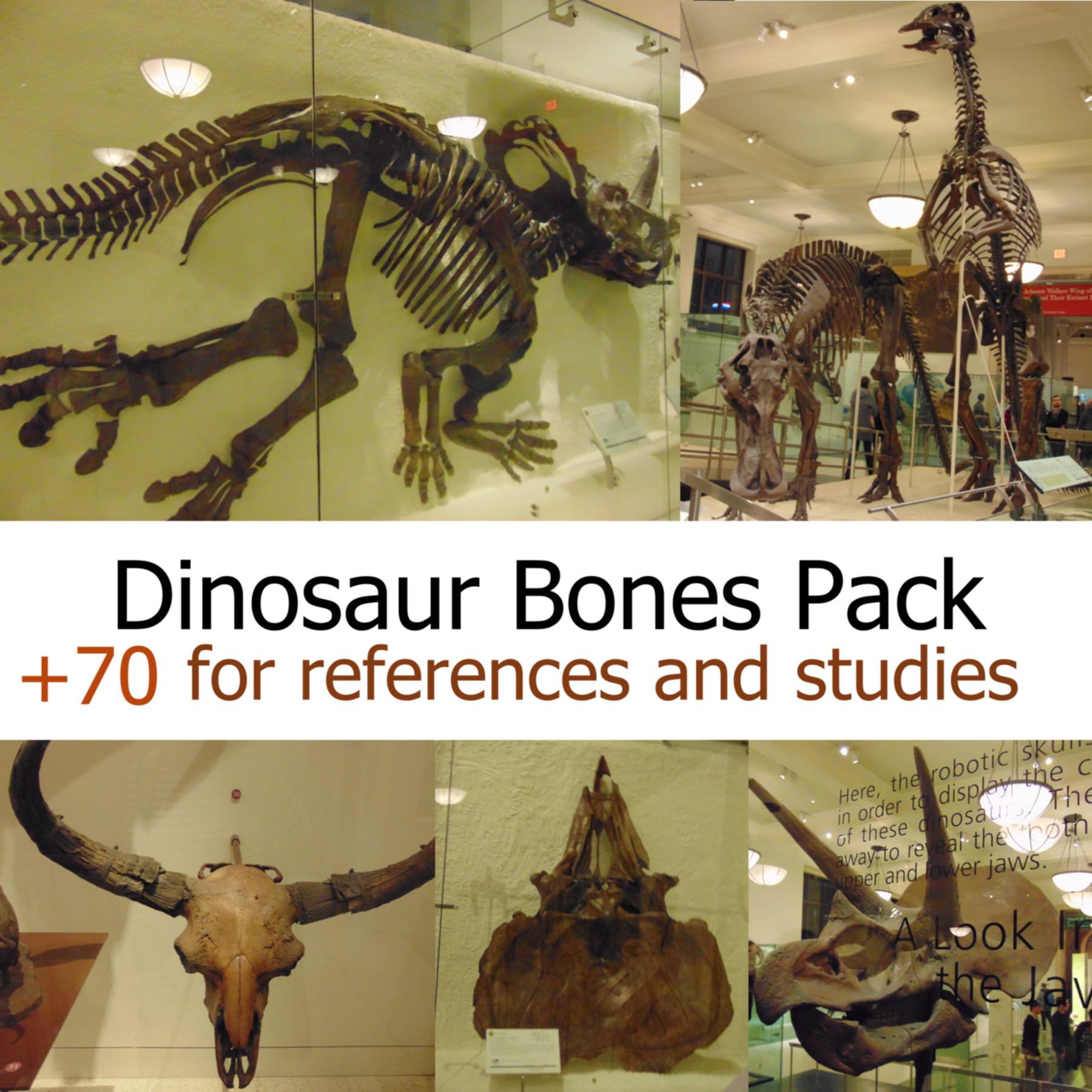 Artstation 70 Dinosaur Bones Pack For References And Studies Resources