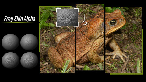 15 Frog Skin Alpha