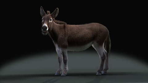 3D Animal | Grey Donkey Animated