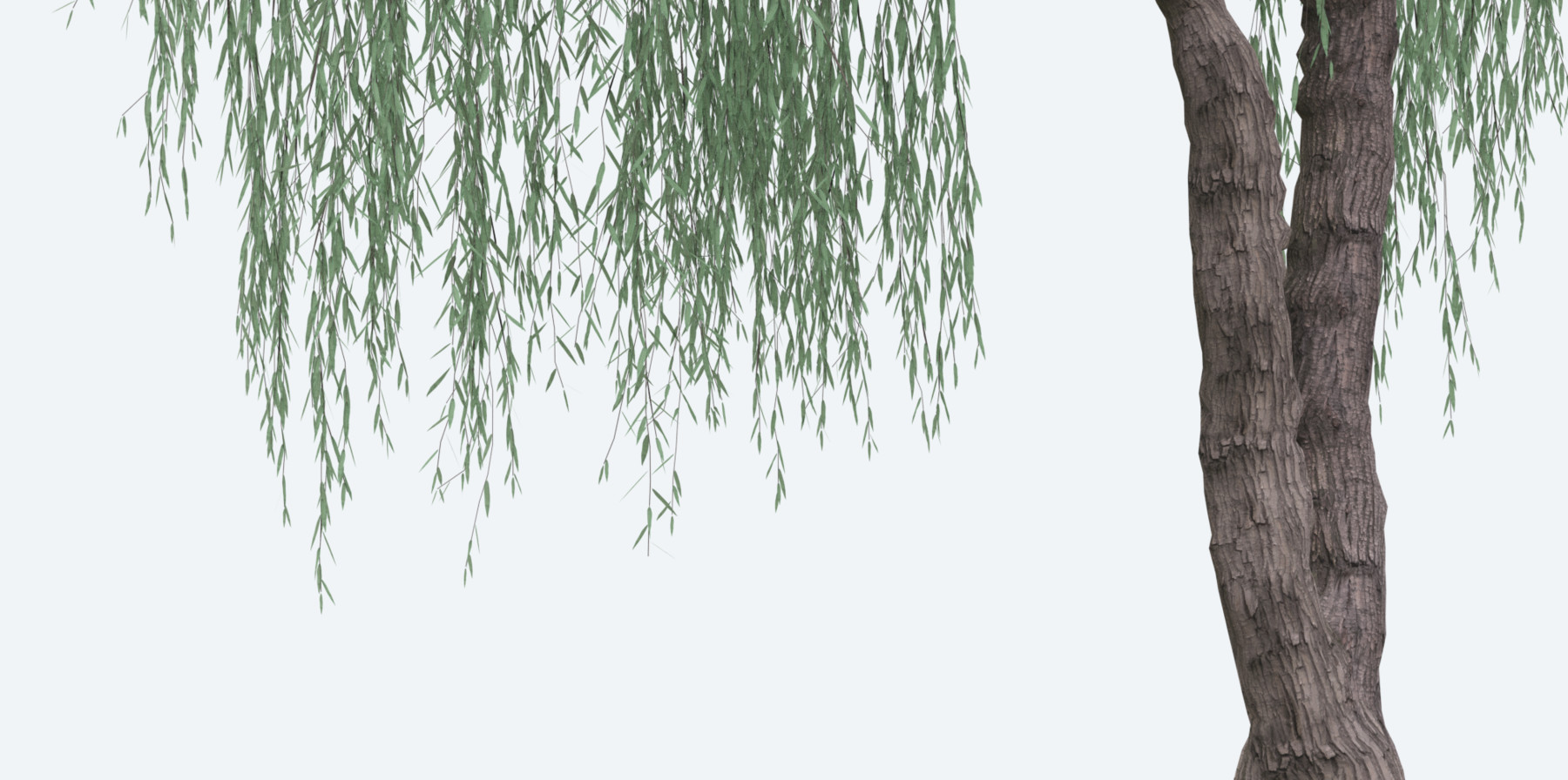 ArtStation - Weeping Willow Trees | Resources