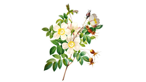 White Rose Shrub Illustration PNG File