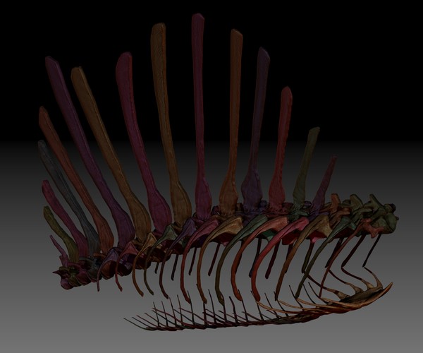 spinosaurus skeletons
