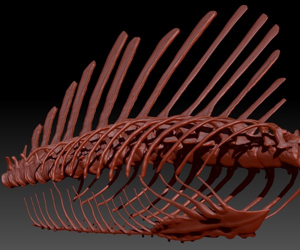 spinosaurus skeletons