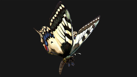 Butterfly - 02