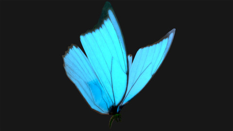 Butterfly - 03