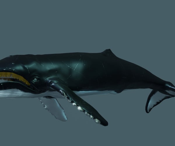 ArtStation - Humpback Whale | Game Assets