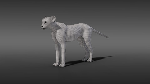 Young Cheetah (Model)