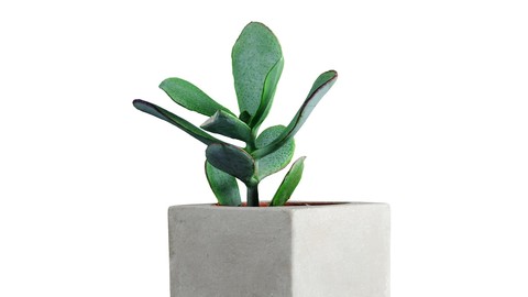 Concrete Pot + Succulent - 3D Scanned Model