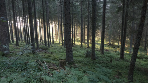 Into the Black Forest CREATIVE PACK