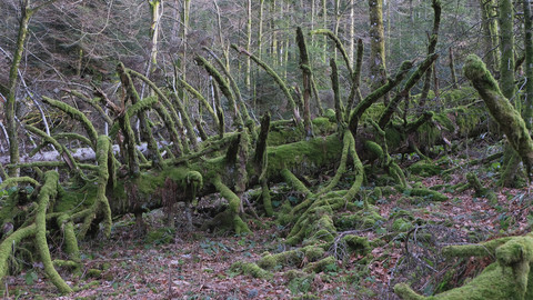 Forest Exploration CREATIVE PACK part II