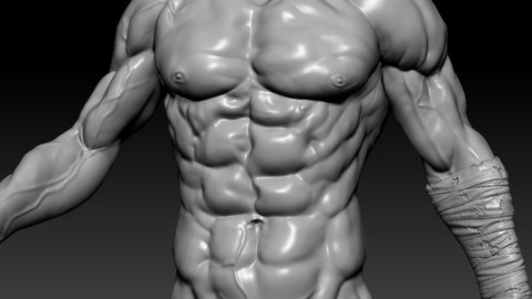 zbrush Trunk muscles