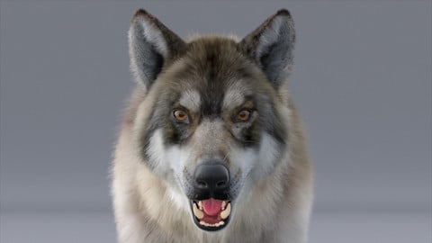 Wolf 3D Model (Fur, Rigged, Animated)