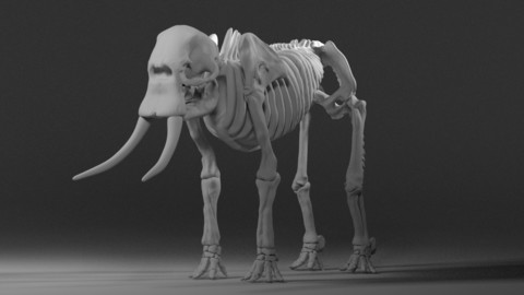 Elephant Skeleton