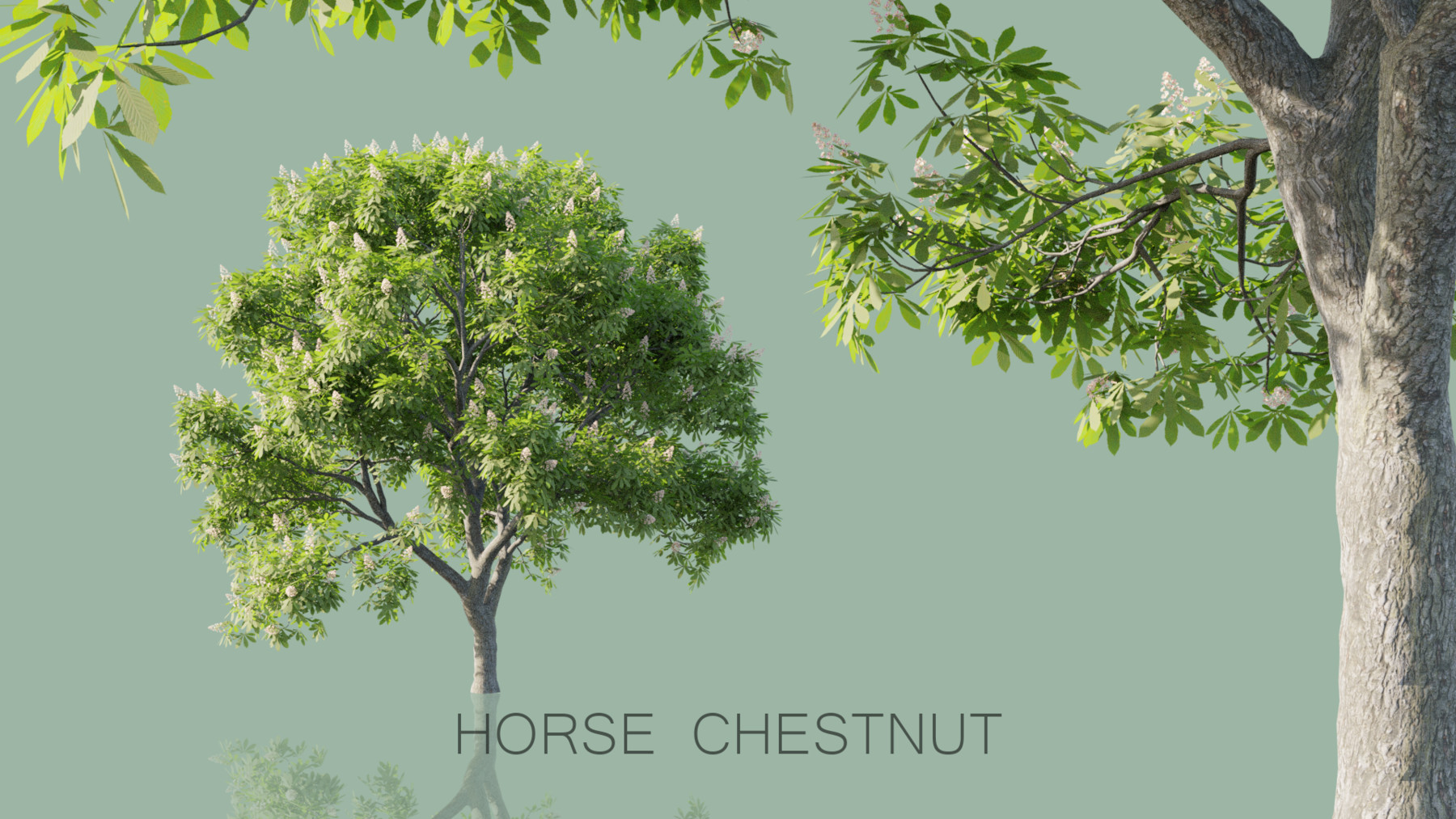 The perfect tree. Chestnut 3д модель. Reality Tree.