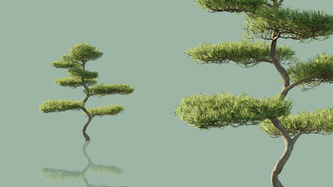 Japanese Bonsai Trees