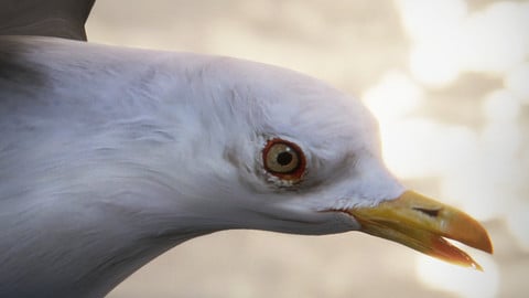 Animated Seagull Unity