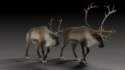 ReinDeer（Male/Female）
