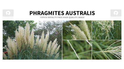75 Phragmites australis photo reference