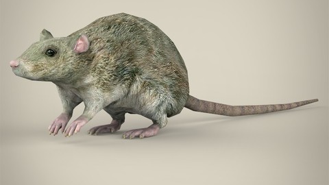 Low Poly Rat 3D Model