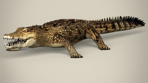 Low Poly Crocodile 3D Model