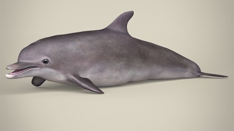 Low Poly Dolphin 3D Model