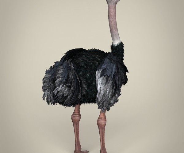 ArtStation - Low Poly Ostrich 3D Model | Game Assets