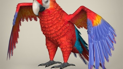 Low Poly Parrot 3D Model