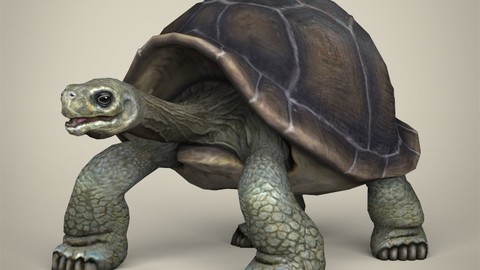 Low Poly Tortoise 3D Model