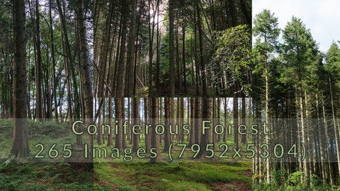 Coniferous Forest Photopack - 265 Images