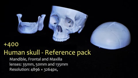 Human skull - Reference pack