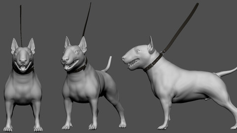 Bull Terrier