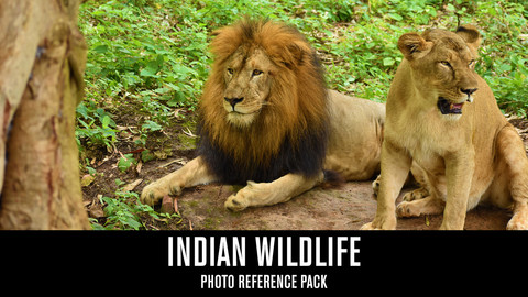 Indian Wildlife - Photo Reference Pack