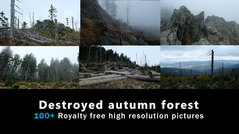 Destroyed autumn forest