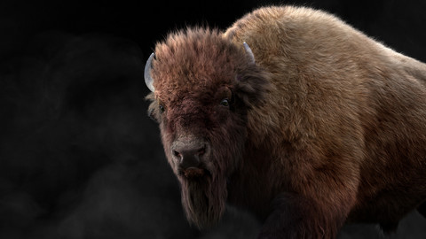 3D Animal | Bison Male Animated