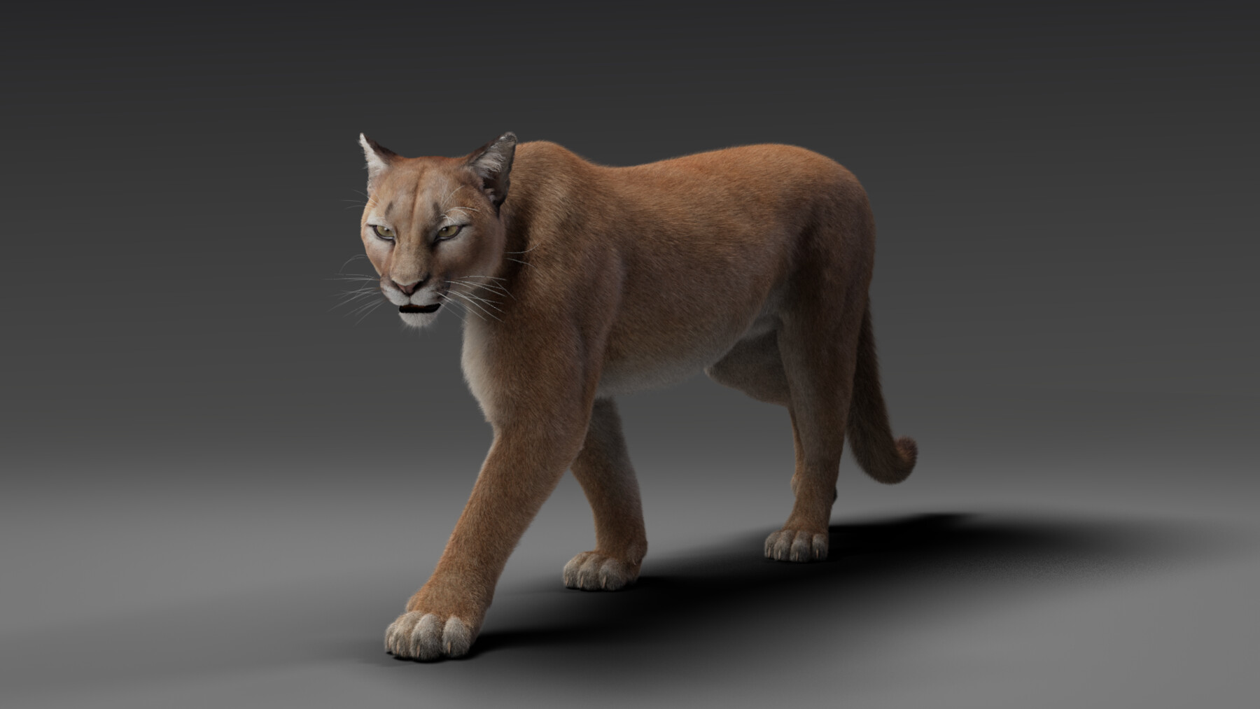 ArtStation - 3D Animal | Puma Animated | Resources