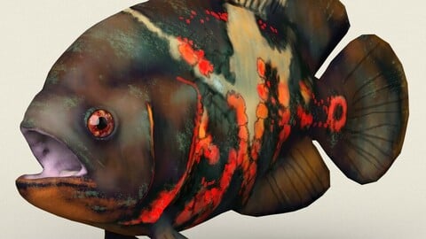 Oscar Fish Low Poly PBR Ready 3D Model