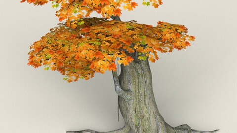 Low Poly Maple Tree 04