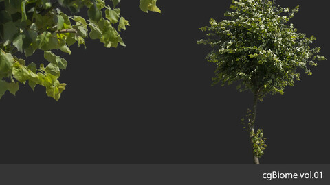 cgBiome vol.01 - Summer Trees