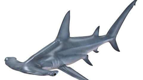 Hammerhead Shark