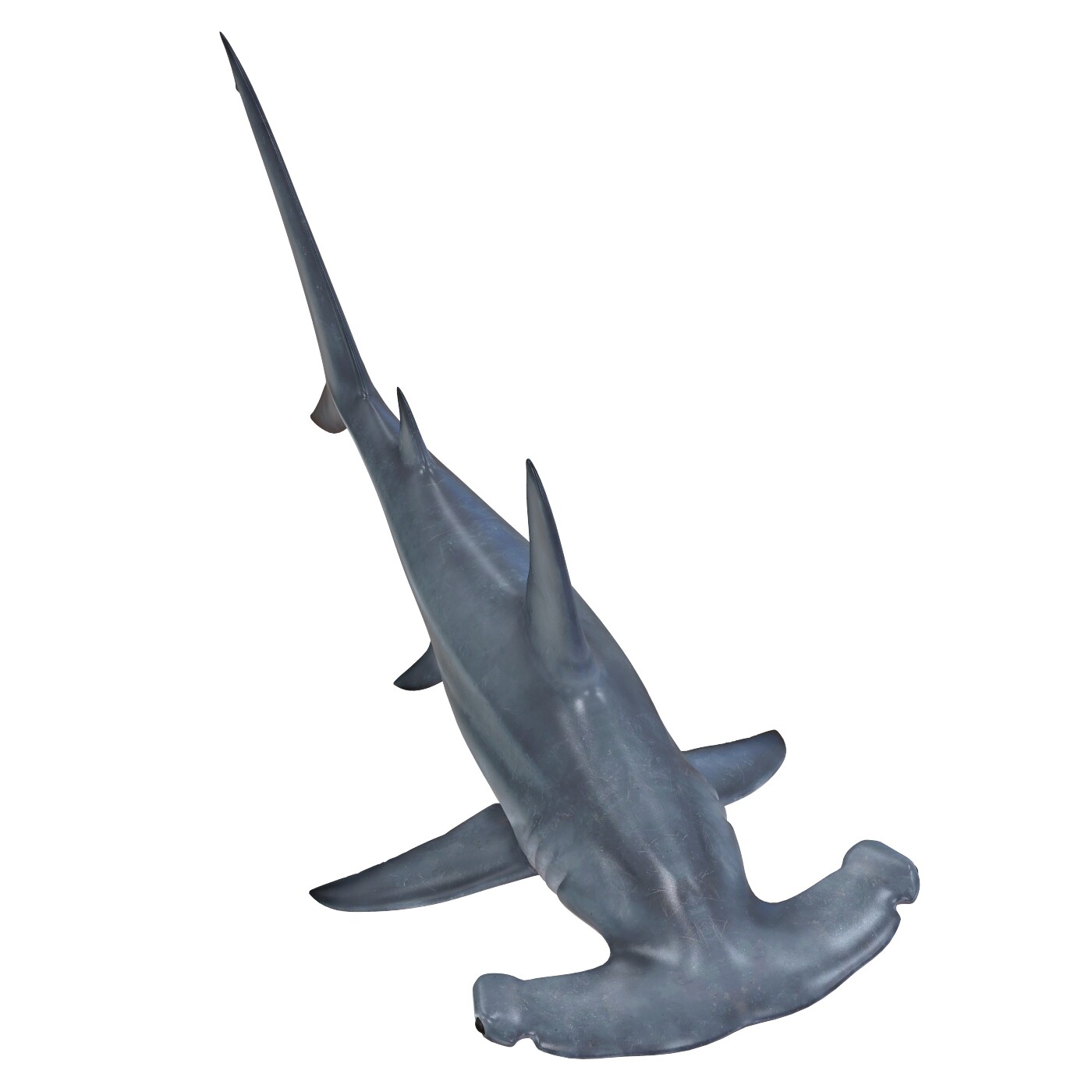 Hammerhead SHark - Blender 3D Models : Blender 3D Models