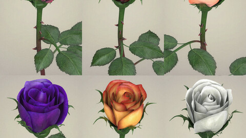 Rose Flower Collection