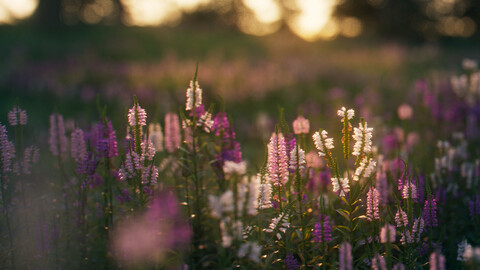 Physostegia virginiana